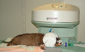 Veterinary bills are expensive for many reasons