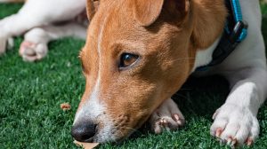 The death of a pet can be devastating
