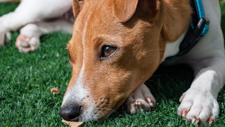 The death of a pet can be devastating