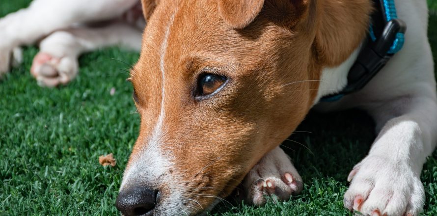 The death of a pet can be devastating