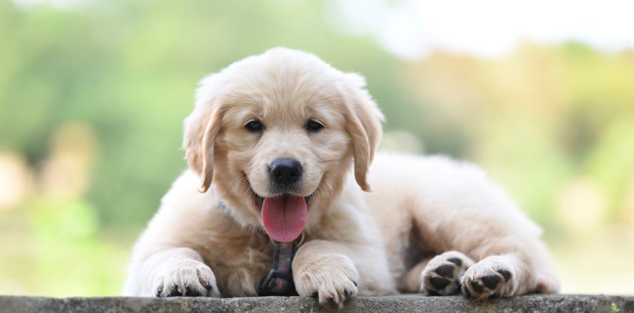 Puppy farming is bad